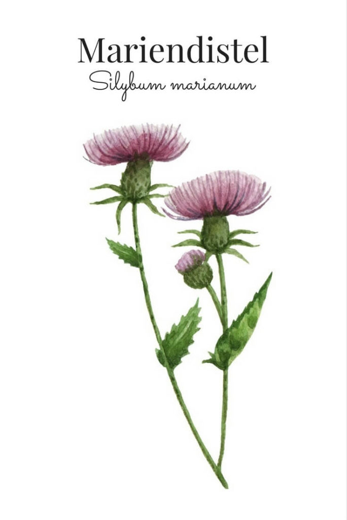 Mariendistel mit botanischer Zeichnung